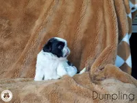 Blessed’s Dumpling AKC, a male Shih Tzu for sale in Apollo Beach, FL – 3 of 5