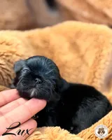 (Hold) Blessed’s Tiny Lux AKC, a male Shih Tzu for sale in Apollo Beach, FL – 2 of 5