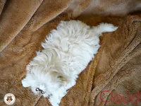 Cloud AKC tiny, a male Shih Tzu for sale in Apollo Beach, FL – 4 of 5