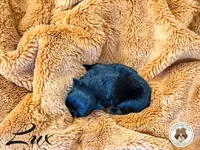 (Hold) Blessed’s Tiny Lux AKC, a male Shih Tzu for sale in Apollo Beach, FL – 5 of 5