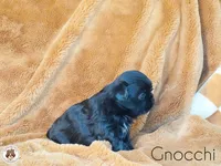 Blessed’s Gnocchi AKC, a male Shih Tzu for sale in Apollo Beach, FL – 3 of 3