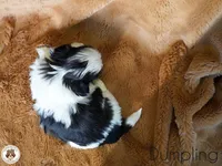 Blessed’s Dumpling AKC, a male Shih Tzu for sale in Apollo Beach, FL – 4 of 5