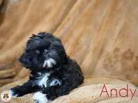 Andi AKC Imperial, a male Shih Tzu for sale in Apollo Beach, FL – 1 of 4