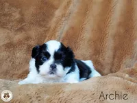 Blessed’s Lil Archie AKC, a male Shih Tzu for sale in Apollo Beach, FL – 6 of 7