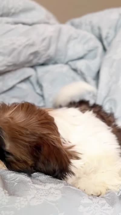 King AKC Ch, a male Shih Tzu for sale in Apollo Beach, FL – 5 of 5