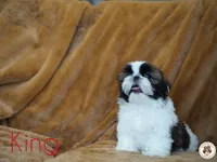 King AKC Ch, a male Shih Tzu for sale in Apollo Beach, FL – 3 of 5