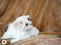 Cloud AKC tiny, a male Shih Tzu for sale in Apollo Beach, FL – 2 of 5