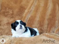 Blessed’s Lil Archie AKC, a male Shih Tzu for sale in Apollo Beach, FL – 2 of 7