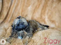 Ziggy AKC CH, a male Shih Tzu for sale in Apollo Beach, FL – 1 of 5