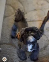 Andy AKC, a male Shih Tzu for sale in Apollo Beach, FL – 4 of 4