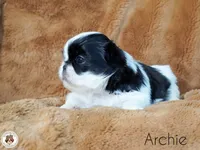 Blessed’s Lil Archie AKC, a male Shih Tzu for sale in Apollo Beach, FL – 5 of 7