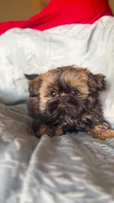 Bonsai AKC, a male Shih Tzu for sale in Apollo Beach, FL – 4 of 4