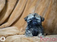 Bonsai AKC, a male Shih Tzu for sale in Apollo Beach, FL – 1 of 4