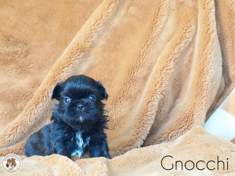 Blessed’s Gnocchi AKC – Shih Tzu puppy for sale in Apollo Beach, FL