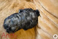 Andi AKC Imperial, a male Shih Tzu for sale in Apollo Beach, FL – 4 of 4
