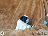 Blessed’s Dumpling AKC, a male Shih Tzu for sale in Apollo Beach, FL – 5 of 5