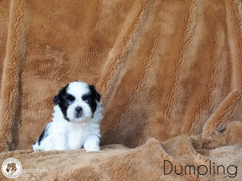 Blessed’s Dumpling AKC – Shih Tzu puppy for sale in Apollo Beach, FL
