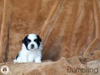 Blessed’s Dumpling AKC, a male Shih Tzu for sale in Apollo Beach, FL – 1 of 5