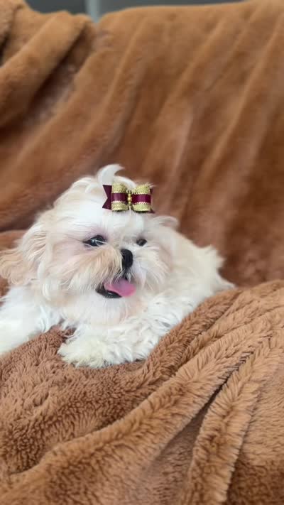 Cloud AKC tiny, a male Shih Tzu for sale in Apollo Beach, FL – 5 of 5