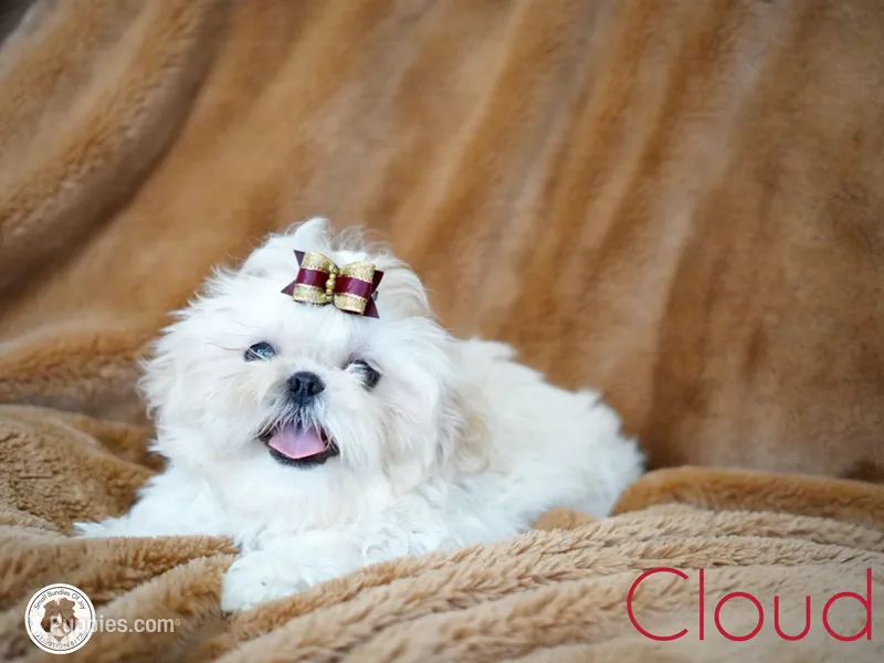 Cloud AKC tiny – Shih Tzu puppy for sale in Apollo Beach, FL