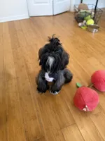 Andy AKC, a male Shih Tzu for sale in Apollo Beach, FL – 1 of 4