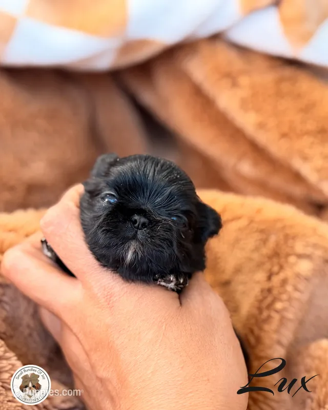 (Hold) Blessed’s Tiny Lux AKC – Shih Tzu puppy for sale in Apollo Beach, FL