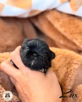 (Hold) Blessed’s Tiny Lux AKC, a male Shih Tzu for sale in Apollo Beach, FL – 1 of 5