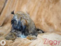 Ziggy AKC CH, a male Shih Tzu for sale in Apollo Beach, FL – 2 of 5