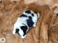 Blessed’s Lil Archie AKC, a male Shih Tzu for sale in Apollo Beach, FL – 3 of 7
