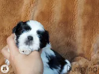 Blessed’s Dumpling AKC, a male Shih Tzu for sale in Apollo Beach, FL – 2 of 5