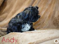 Andi AKC Imperial, a male Shih Tzu for sale in Apollo Beach, FL – 3 of 4