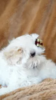 Cloud AKC tiny, a male Shih Tzu for sale in Apollo Beach, FL – 3 of 5