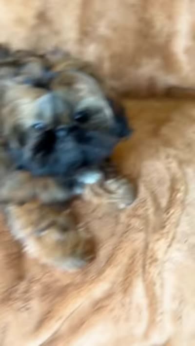 Ziggy AKC CH, a male Shih Tzu for sale in Apollo Beach, FL – 5 of 5