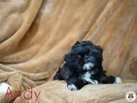 Andi AKC Imperial, a male Shih Tzu for sale in Apollo Beach, FL – 2 of 4