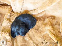 Blessed’s Gnocchi AKC, a male Shih Tzu for sale in Apollo Beach, FL – 2 of 3