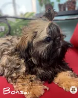 Bonsai.VERY TINY.AKC, a male Shih Tzu for sale in Apollo Beach, FL – 3 of 8