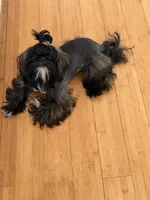 Andy AKC, a male Shih Tzu for sale in Apollo Beach, FL – 3 of 4