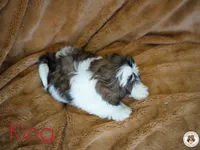 King AKC Ch, a male Shih Tzu for sale in Apollo Beach, FL – 4 of 5