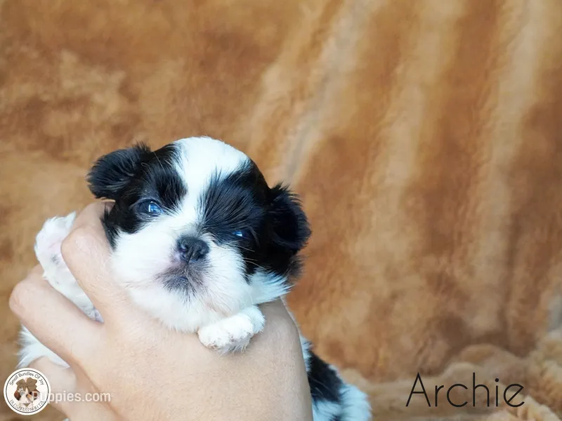 Blessed’s Lil Archie AKC – Shih Tzu puppy for sale in Apollo Beach, FL