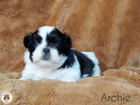 Blessed’s Lil Archie AKC, a male Shih Tzu for sale in Apollo Beach, FL – 4 of 7