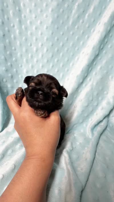 Ziggy AKC CH, a male Shih Tzu for sale in Apollo Beach, FL – 4 of 5