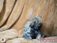 Bonsai AKC, a male Shih Tzu for sale in Apollo Beach, FL – 2 of 4