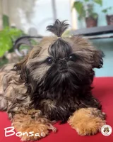 Bonsai.VERY TINY.AKC, a male Shih Tzu for sale in Apollo Beach, FL – 4 of 8