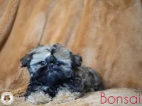 Bonsai AKC, a male Shih Tzu for sale in Apollo Beach, FL – 3 of 4