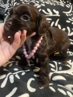 Twix, a female Cocker Spaniel for sale in Inez, KY – 3 of 3