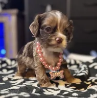 Runt, a female Cocker Spaniel for sale in Inez, KY – 2 of 5