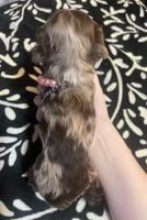Runt, a female Cocker Spaniel for sale in Inez, KY – 5 of 5