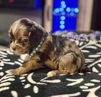 Smore , a female Cocker Spaniel for sale in Inez, KY – 3 of 4