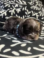 Smore , a female Cocker Spaniel for sale in Inez, KY – 2 of 4