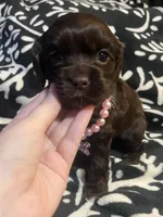 Twix, a female Cocker Spaniel for sale in Inez, KY – 2 of 3